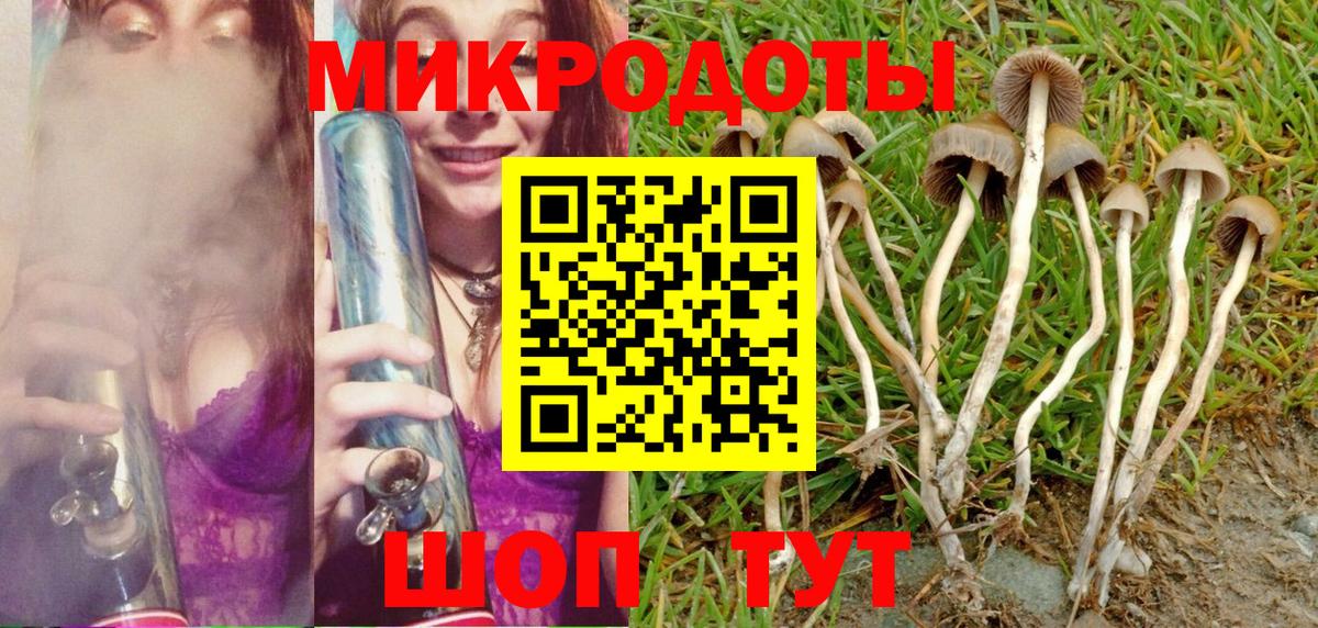 Галлюциногенные грибы Psilocybe Нальчик
